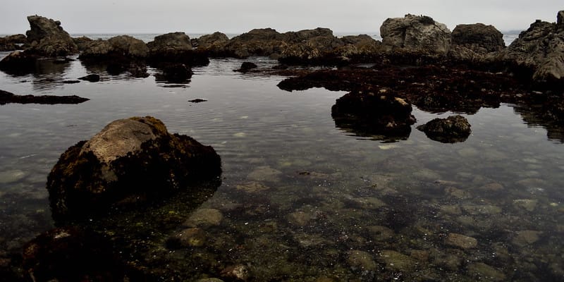 Sheriff Seeks Identity of Drowned Woman