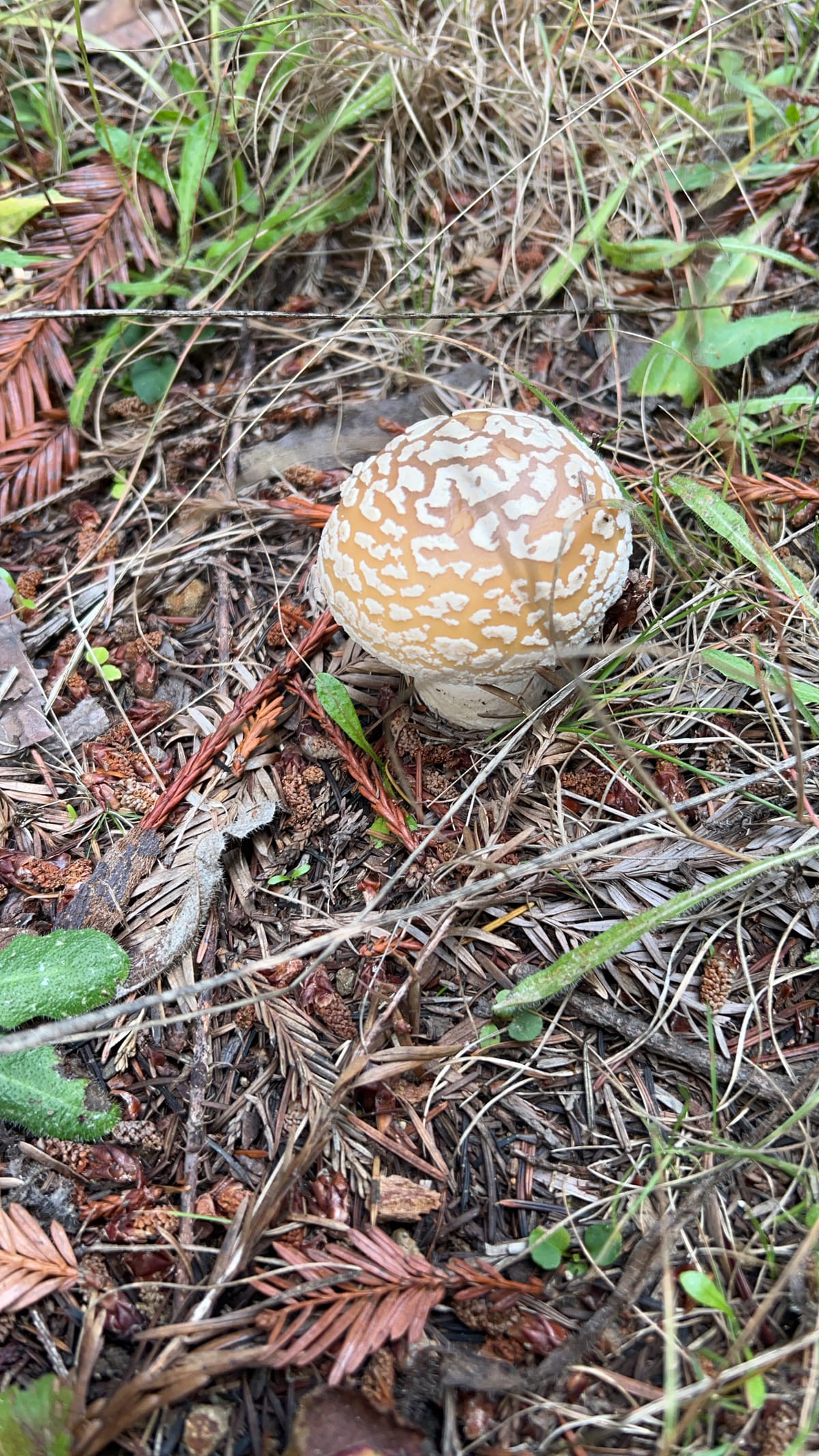 CAL FIRE Closes Forest Road in Caspar to Prevent Dumping