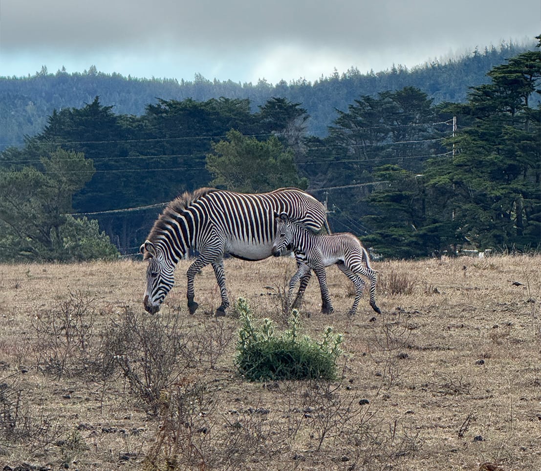 Mendo Local Weekly News Roundup — August 15, 2025