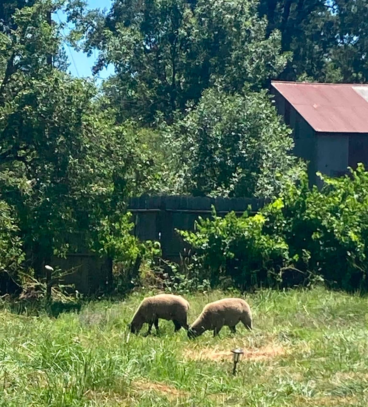 From Cannabis to Campgrounds: How California’s New Private Camping Law Can Revive Mendocino’s Land Market
