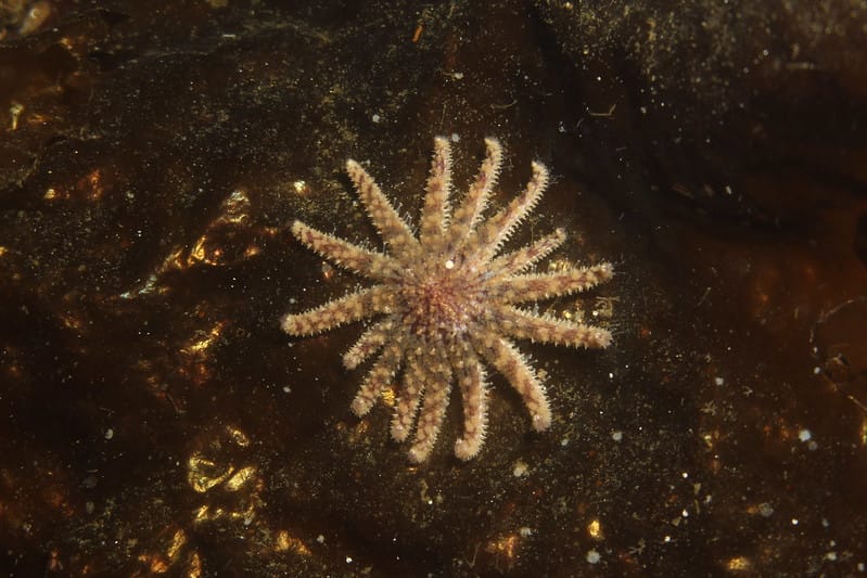 Sunflower Sea Star Sightings Bring Hope to Mendocino Coast Kelp Restoration Efforts