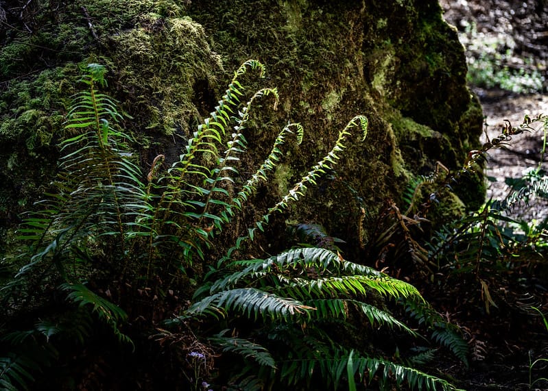 As CAL FIRE Seeks Public Comment on Forest Plan, Community Demands Stronger Protections and Accountability