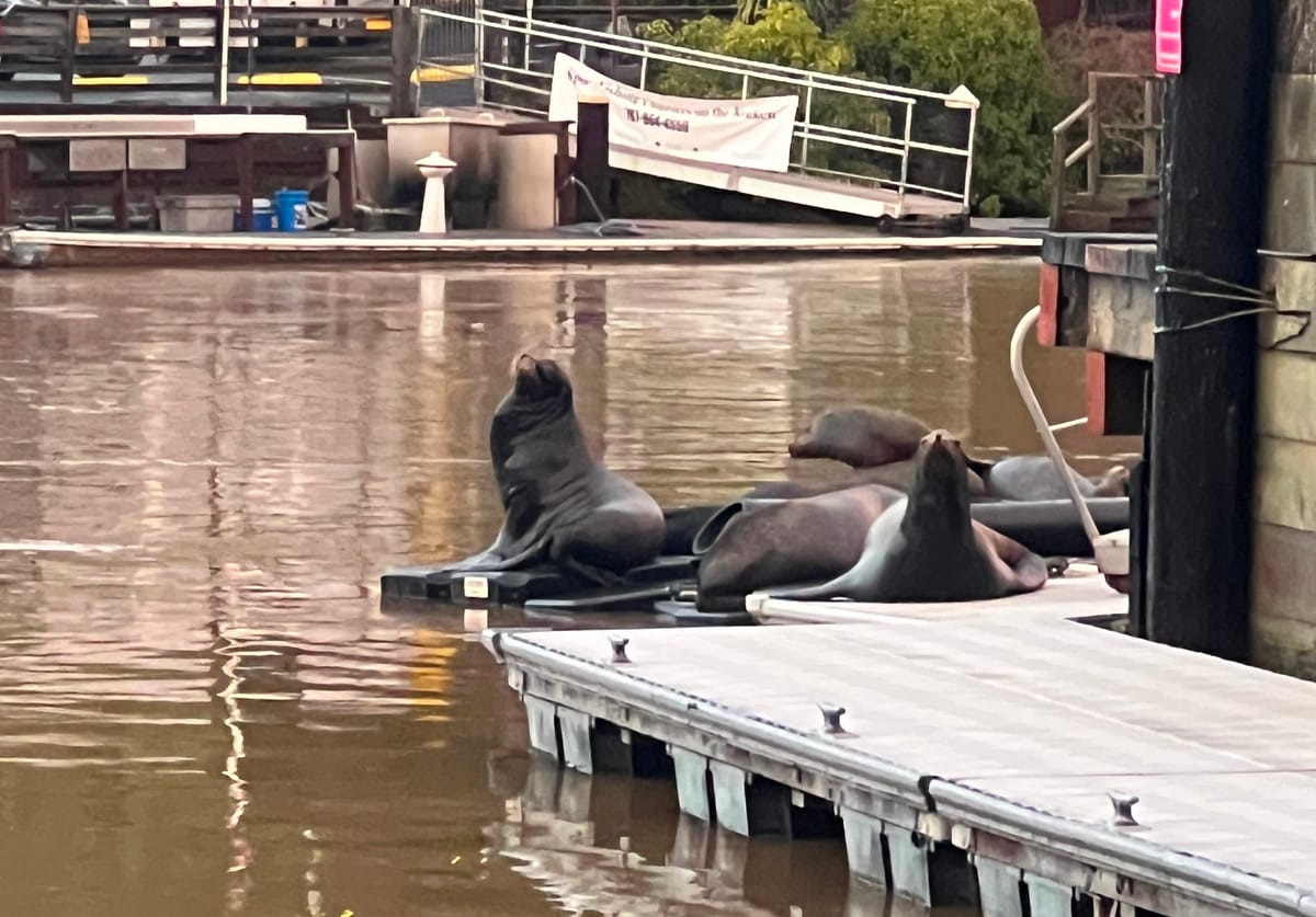 No New Road for Noyo Harbor; Fort Bragg Oks Downtown Drinks