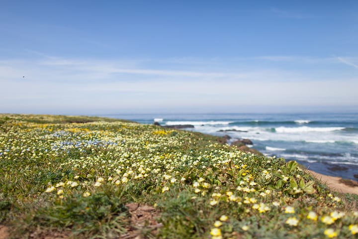Skunk Train, Fort Bragg Jointly Agree to Set Aside Default in Mill Site Suit