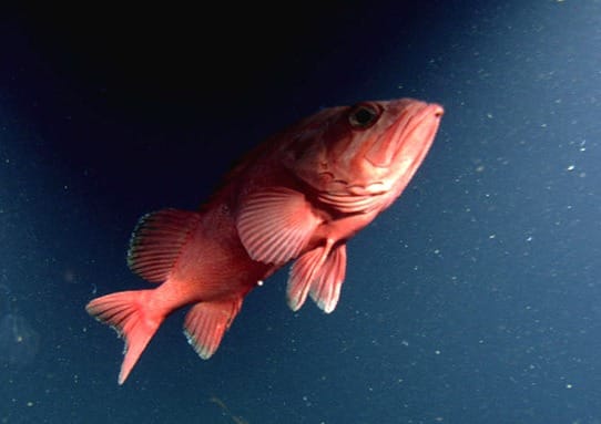 Mendo Local Weekly News — December 21, 2025