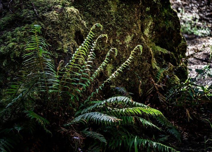 As CAL FIRE Seeks Public Comment on Forest Plan, Community Demands Stronger Protections and Accountability